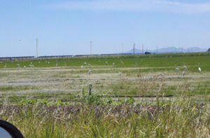 Great White Egrets in rice field off Grainland
