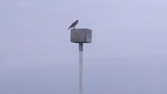 A hawk perched on a "owl box" installed by Pacific Fams