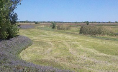Llano Seco grasslands at 7 Mile Lane wildlife viewing area