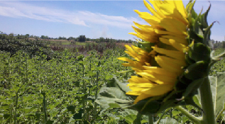A farmer's sunflower field on Howard Slough