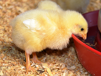 6-day old chick