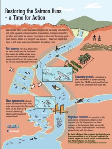 salmon.infographic