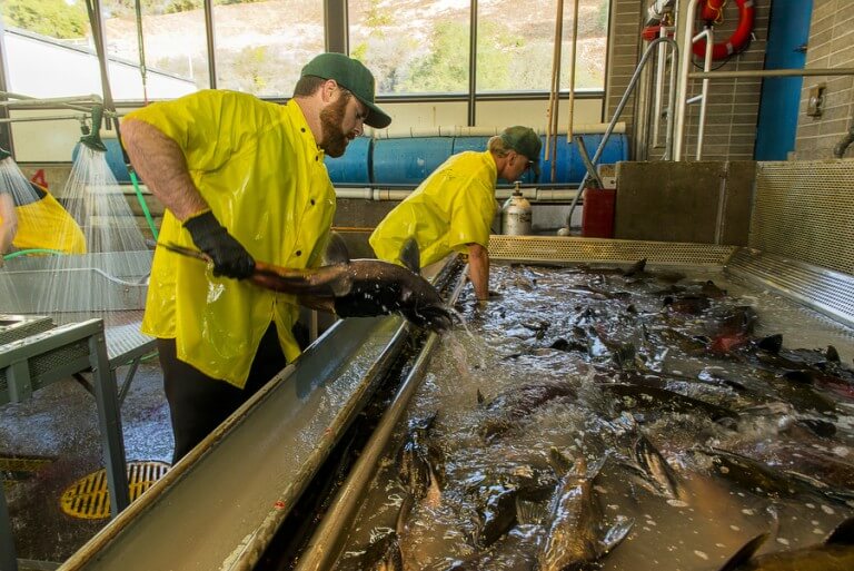 Innovative Hatchery Practices Show Promise for Salmon Northern