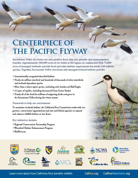 centerpiece-of-the-pacific-flyway