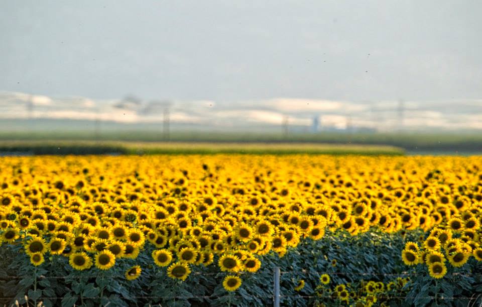 sunflowers.Brian Behr