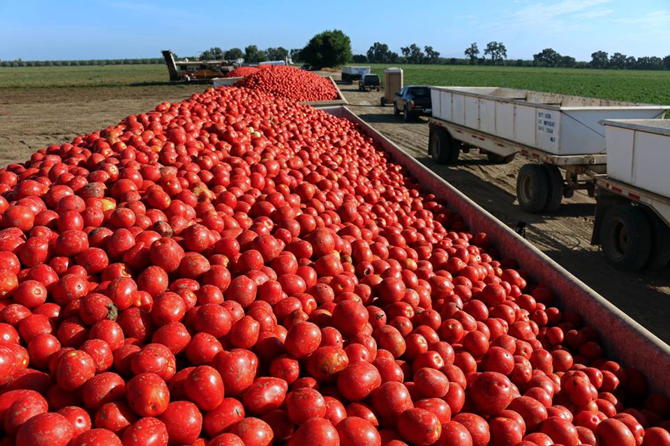 tomatoes.jm
