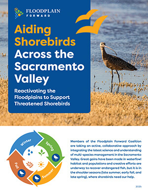Aiding Shorebirds Across the Sacramento Valley